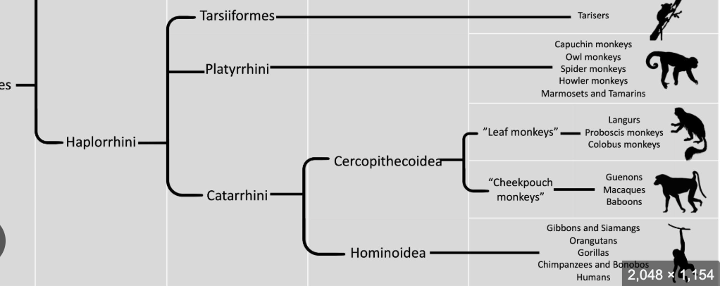 <p>include all monkeys, apes, and tarsiers</p><p>suborder</p><p>major division is between platarryhines and catarrhines</p>
