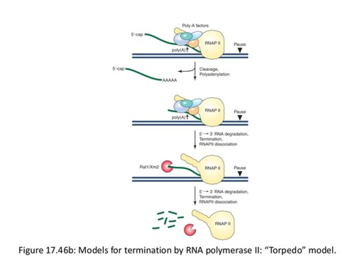 <p>Termination mechanism involving exonuclease catching RNA polymerase.</p>