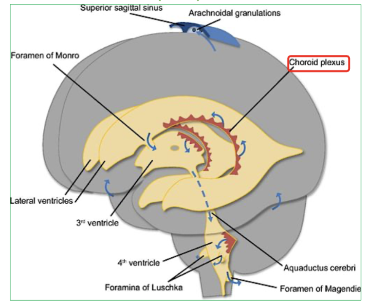 <ol><li><p><strong>Choroid plexus </strong>: Network of capillaries located in roof of each ventricle</p></li><li><p><strong> Ependymal cells</strong> : Cells lining the ventricles</p></li></ol><p></p>