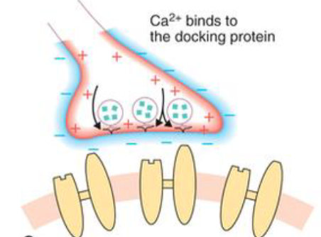 <p>active chemical synapse </p>