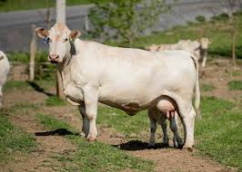 <ul><li><p>originated in France</p></li><li><p>paternal/terminal</p></li><li><p>Continental</p></li><li><p>muscling, fast growth</p></li></ul><p></p>