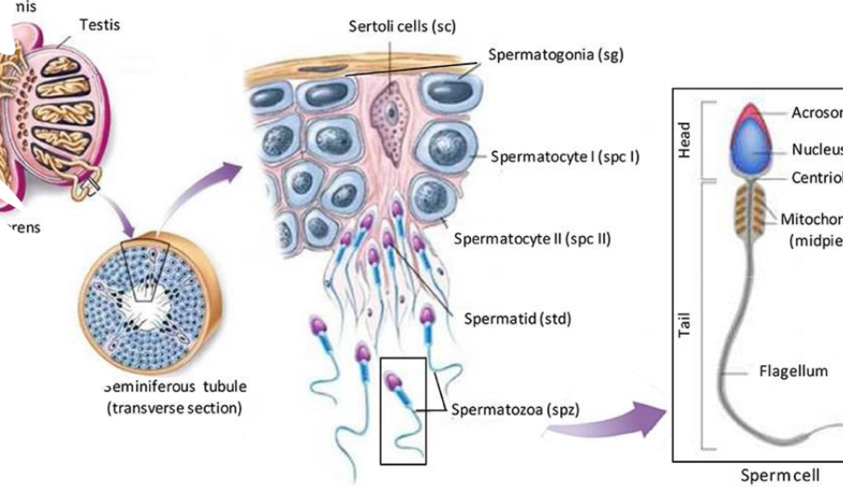 <p>testosterone </p>