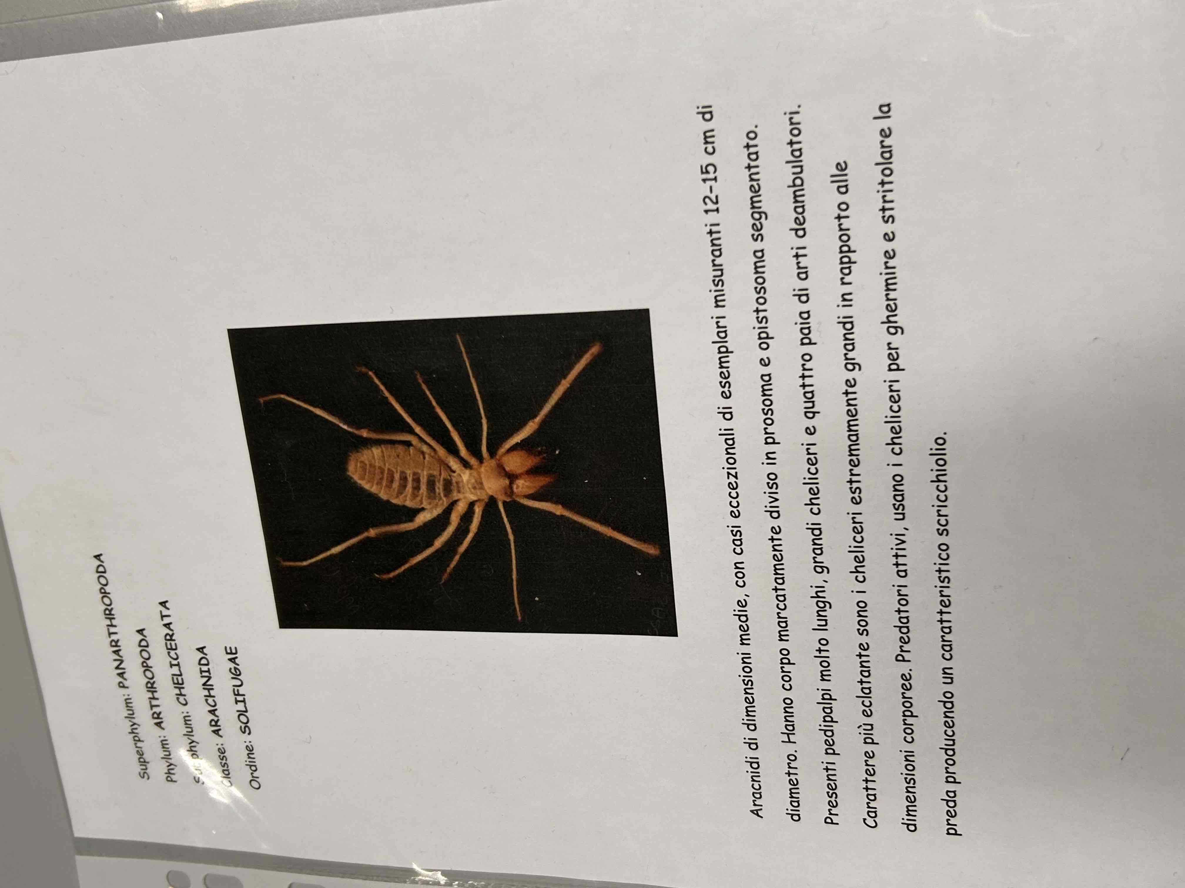 <p>Chelicerati</p><p>Aracnidi</p><p>Solifugae</p>