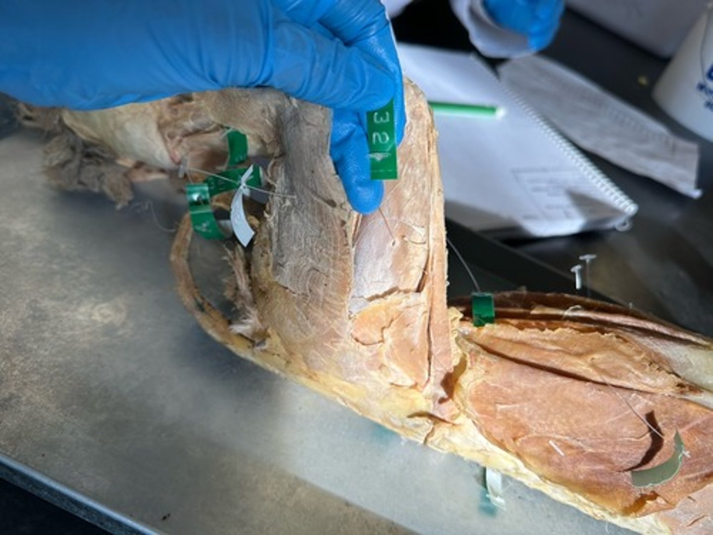 knowt flashcard image