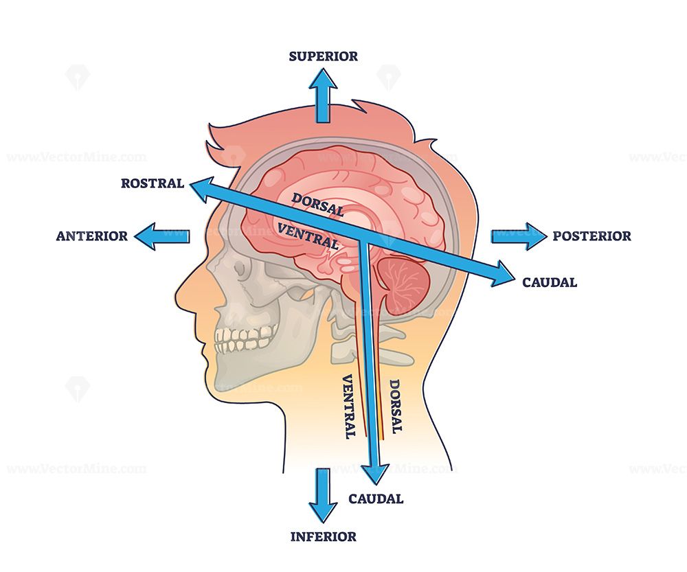 <p>Transverse plane (Y -axis, up & down)</p><ul><li><p><strong>Superior </strong>→ above</p><ul><li><p><strong>Rostral</strong> → upper</p></li></ul></li><li><p><strong>Inferior </strong>→ below</p><ul><li><p><strong>Caudal</strong> → lower</p></li></ul></li></ul><p>Sagittal plane (Z - axis, front & back)</p><ul><li><p><strong>Anterior</strong> → in front</p><ul><li><p><strong>Ventral</strong> → front-facing</p></li></ul></li><li><p><strong>Posterior</strong> → behind</p><ul><li><p><strong>Dorsal</strong> → back-facing</p></li></ul></li></ul><p>Frontal plane (X - axis, moving along left and right)</p><ul><li><p><strong>Medial</strong> → away midline</p></li><li><p><strong>Lateral</strong> → toward midline</p></li></ul><p></p>