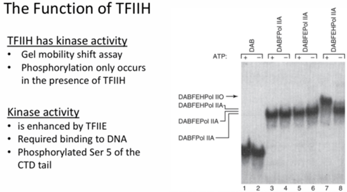<p>Phosphorylation of RNA pol II complex - c terminal of RNA pol is phosphorylated (at serine 5) which only happens when bound to DNA (does not happen without DNA being present). This is also enhanced by TFIIE.</p><p>The gel shown in the slide illustrates a shift when each new protein is added but the key section is the ATP addition with the DABFEHPol IIa. This shift indicates that phosphorylation is only occurring when TFIIH and ATP are added, which results in a shift that is not seen when the other proteins are added with or without ATP.</p>