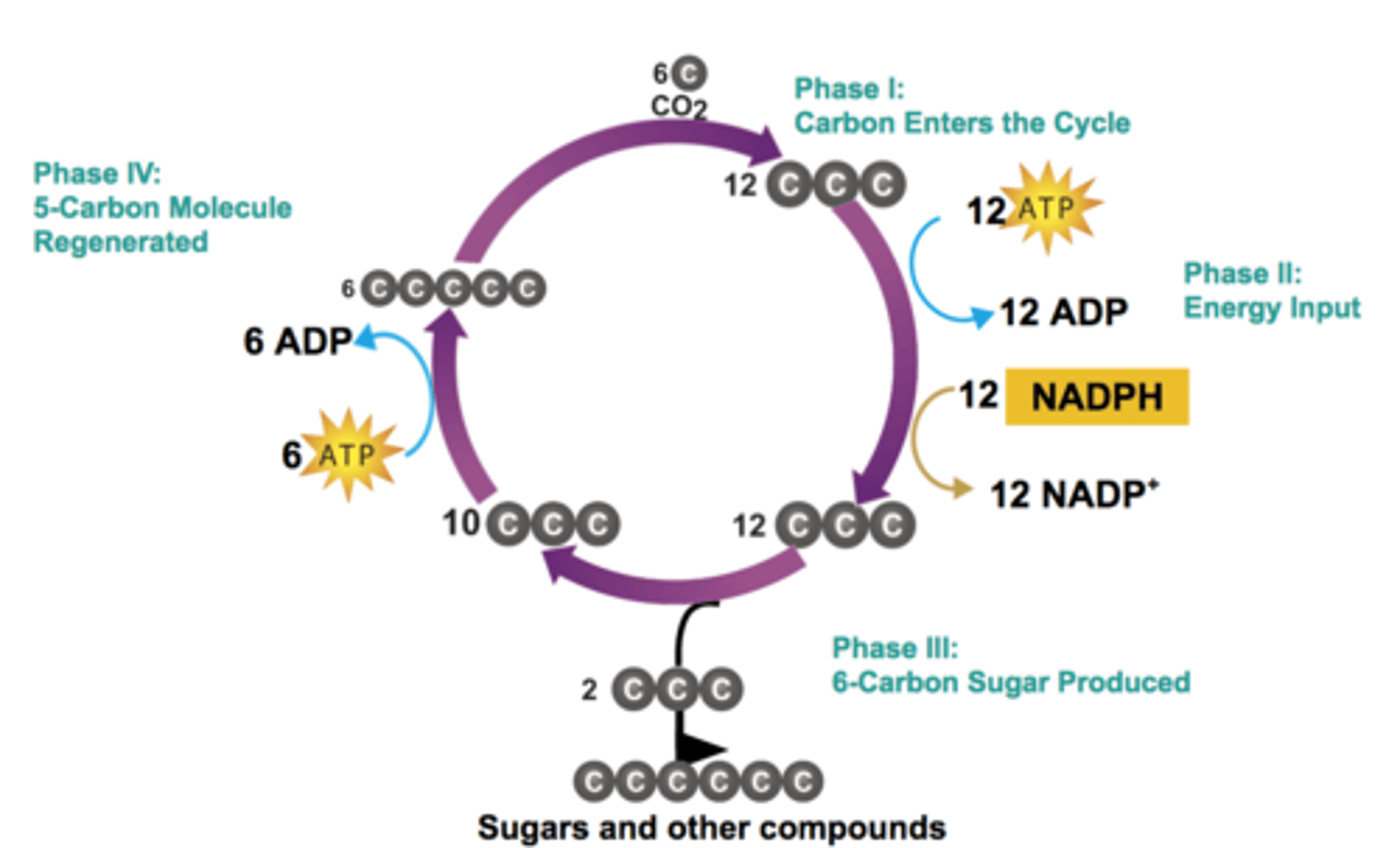 <p>Carbon Fixation<br>Energy Input<br>6-Carbon Sugar Produced<br>5-Carbon Molecule Regenerated</p>