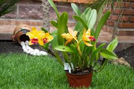 <p>Cattleya, Corsage Orchid</p>