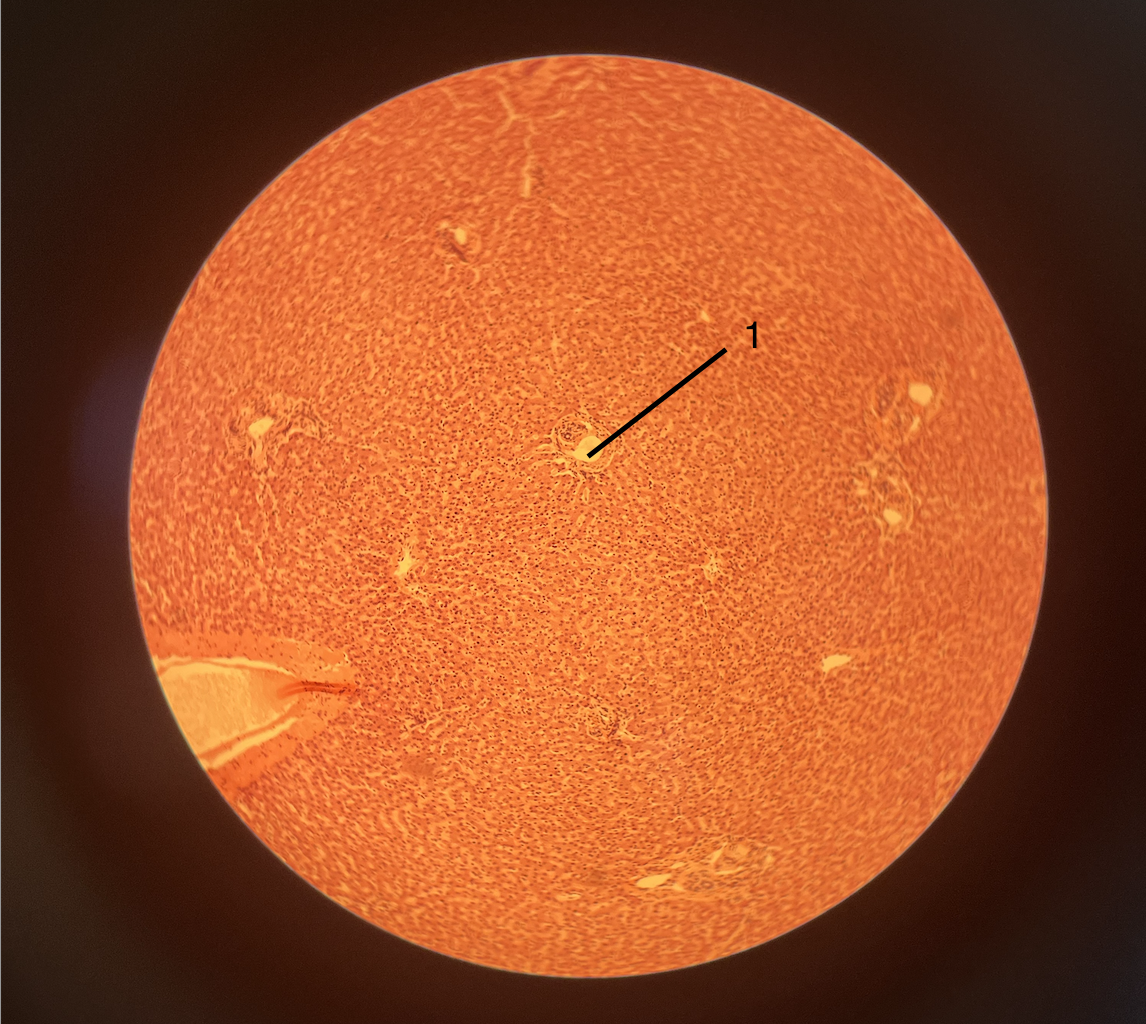 <p>1</p>