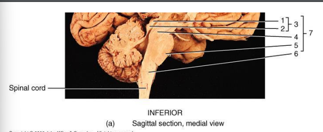 <p>(1) Superior colliculus function </p>