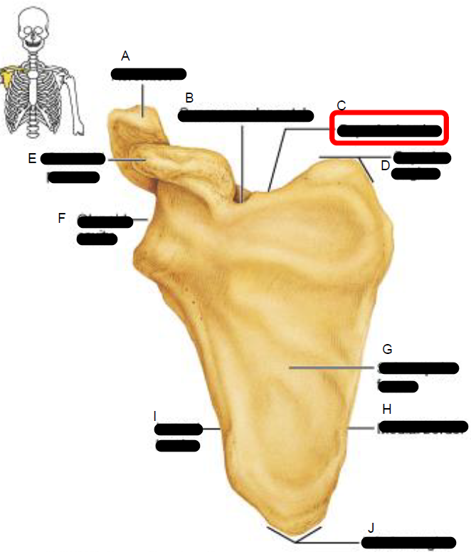 <p>Right scapula ( Anterior aspect )</p>