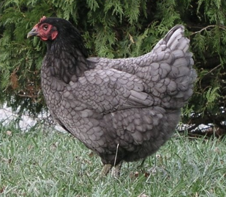 <ul><li><p>largest purebred breed </p></li><li><p>a replacement for the turkey </p></li><li><p>mature rooster: 13 lbs</p></li><li><p>hens: 10 lbs</p></li><li><p>150-200 very large light to medium brown eggs per year </p></li></ul><p></p><p></p>
