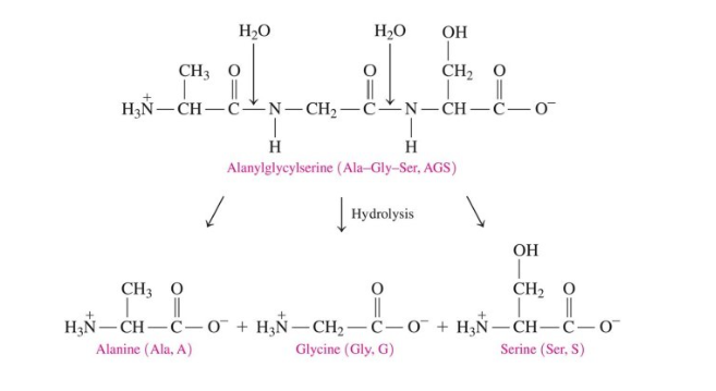 <ul><li><p>breaks the amide/peptide bond</p></li><li><p>adds water</p></li><li><p>occurs in the stomach when enzymes catalyze hydrolysis of proteins to give amino acids</p></li><li><p>breaks up primary structure by breaking peptide bonds</p></li></ul>