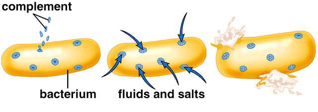 <p>C3b triggers the complement cascade (made from a group of proteins that assemble together) which results in the formation of a protein complex known as the Membrane Attack Complex (MAC)</p><p>MAC will self-assemble in the plasma membrane of a target cell (e.g. a bacterium) and form a pore. These pores allow the passage of water into the cell and eventually cell lysis</p><p></p>