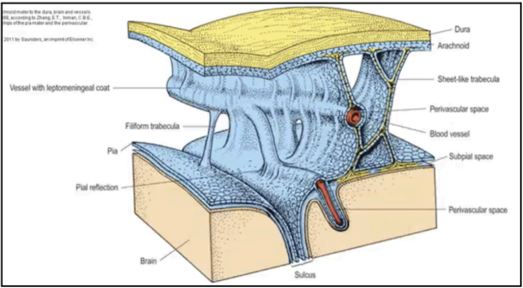 <p>ARACHNOID MATER</p>