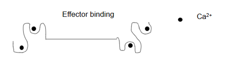 <ul><li><p>Ca2+ binds</p></li><li><p>Changes shape</p></li><li><p>Effector binding site for other proteins</p></li></ul><p></p>