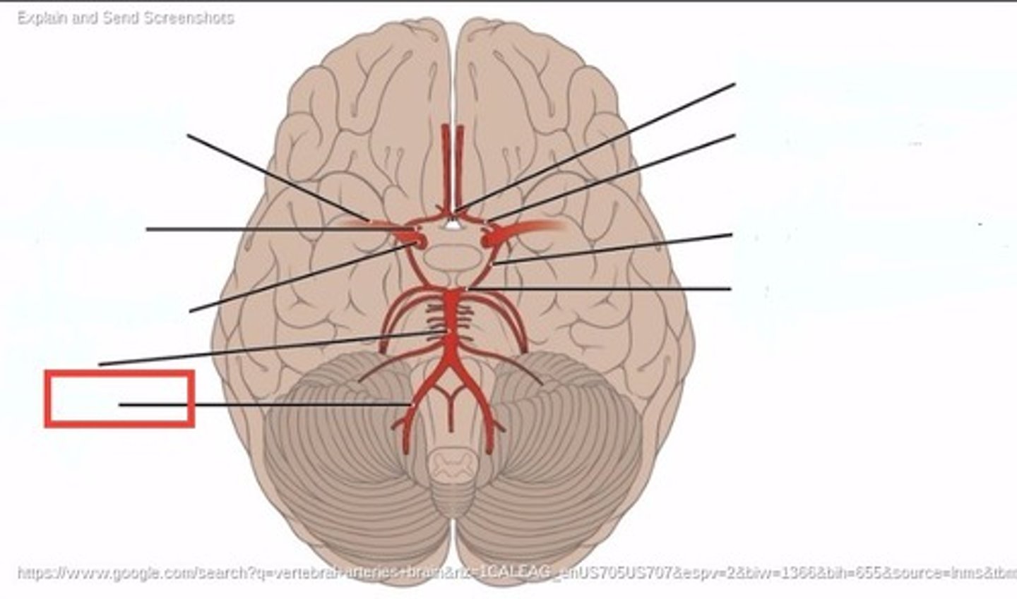 <p>Pass superiorly through the foramina in the transverse processes of the cervical vertebrae on their way to the brain.</p>
