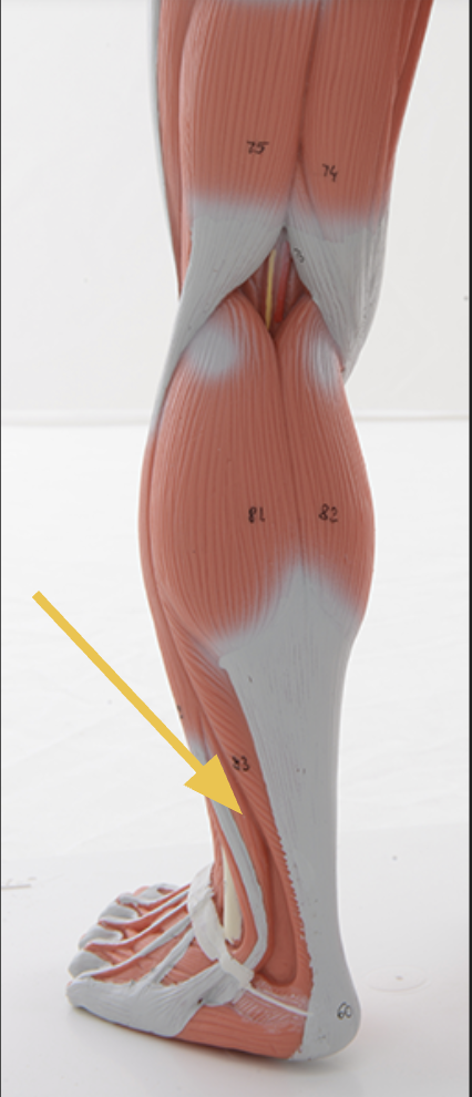 <p>fibularis (peroneus) brevis m. </p><p><span>O: lateral and distal fibula</span></p><p><span>I: base of metatarsal V</span></p><p><span>Action(s): eversion&nbsp;</span></p><p><span>Innervated by superficial fibular nerve</span></p>