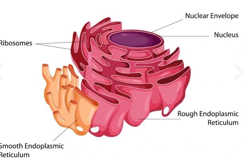 <p><span><span>Endoplasmic reticulum</span></span></p>
