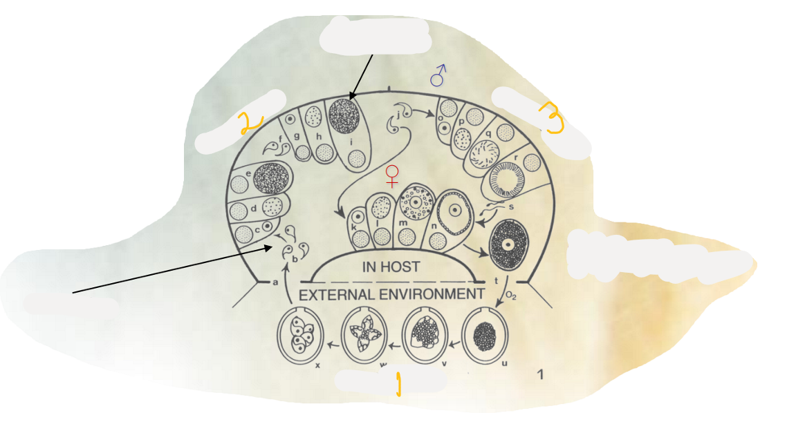 <p>The 3 phases of monoxenous life cycle in general of Eimeria?</p>