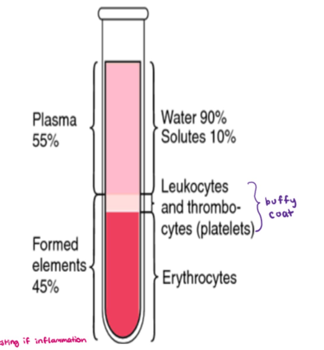 <p>- 45% of whole blood volume (includes all cells!)</p><p>- synthesized via 'hemopoiesis' (hematopoiesis)</p><p>- includes: RBC, WBC, platelets, &amp; leukocytes (eg. neutrophils, lymphocytes)</p>