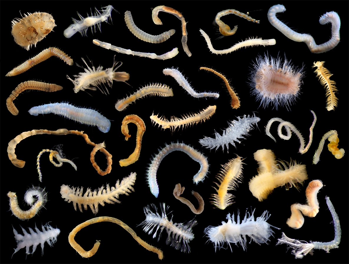 <p>Phylum consists of segmented worms and non-segmented worms whose ancestors exhibited segmentation</p>