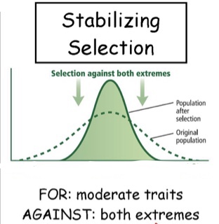 Acts to eliminate both extremes, makes intermediate more common

ex. in humans, infants with intermediate weight at birth have the highest survival rate.