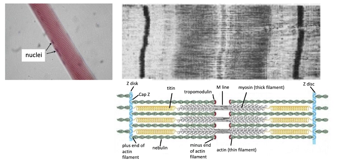 <ul><li><p><strong>Myosin II + actin = sarcomere</strong> (basic unit of striated muscle)</p></li><li><p><strong>Sarcomere components:</strong></p><ul><li><p><strong>Z-discs</strong> anchor <strong>plus-end of actin filaments</strong></p></li><li><p><strong>CapZ</strong> (plus-end capping), <strong>Tropomodulin</strong> (minus-end capping)</p></li><li><p><strong>Nebulin</strong>: stabilizes parallel actin filaments</p><ul><li><p>Between parallel actin fibers there are myosin thick filaments</p></li></ul></li><li><p><strong>Titin</strong>: spring-like protein anchors myosin to Z-discs</p></li></ul></li><li><p><strong>Muscle contraction:</strong></p><ul><li><p>Myosin interacts with actin → <strong>Z-lines pulled closer together</strong></p></li></ul></li><li><p><strong>“Striated muscle”</strong>:</p><ul><li><p>Refers to <strong>striped appearance</strong> of sarcomeres under microscope</p></li></ul></li></ul><p></p>