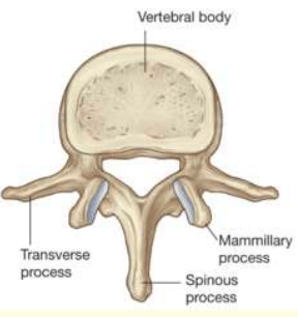 <p>Lumbar </p><p>- Largest kidney-shaped body</p><p>- One vertebral foramina</p><p>- Triangular vertebral foramina </p>
