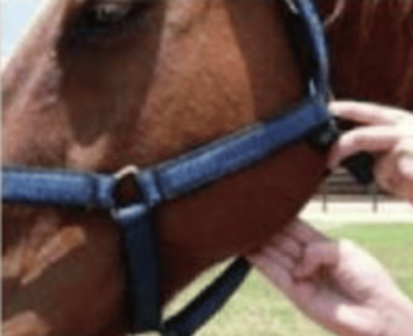 <p>what is being palpated ?</p>