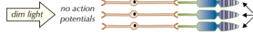 <p>is this diagram pointing to rods or cones</p>