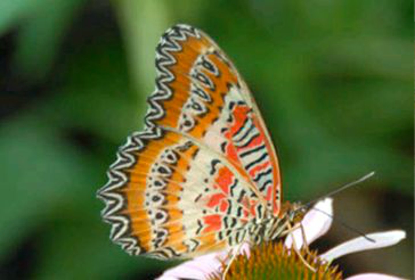 <p>Identify the butterfly or moth shown:</p>