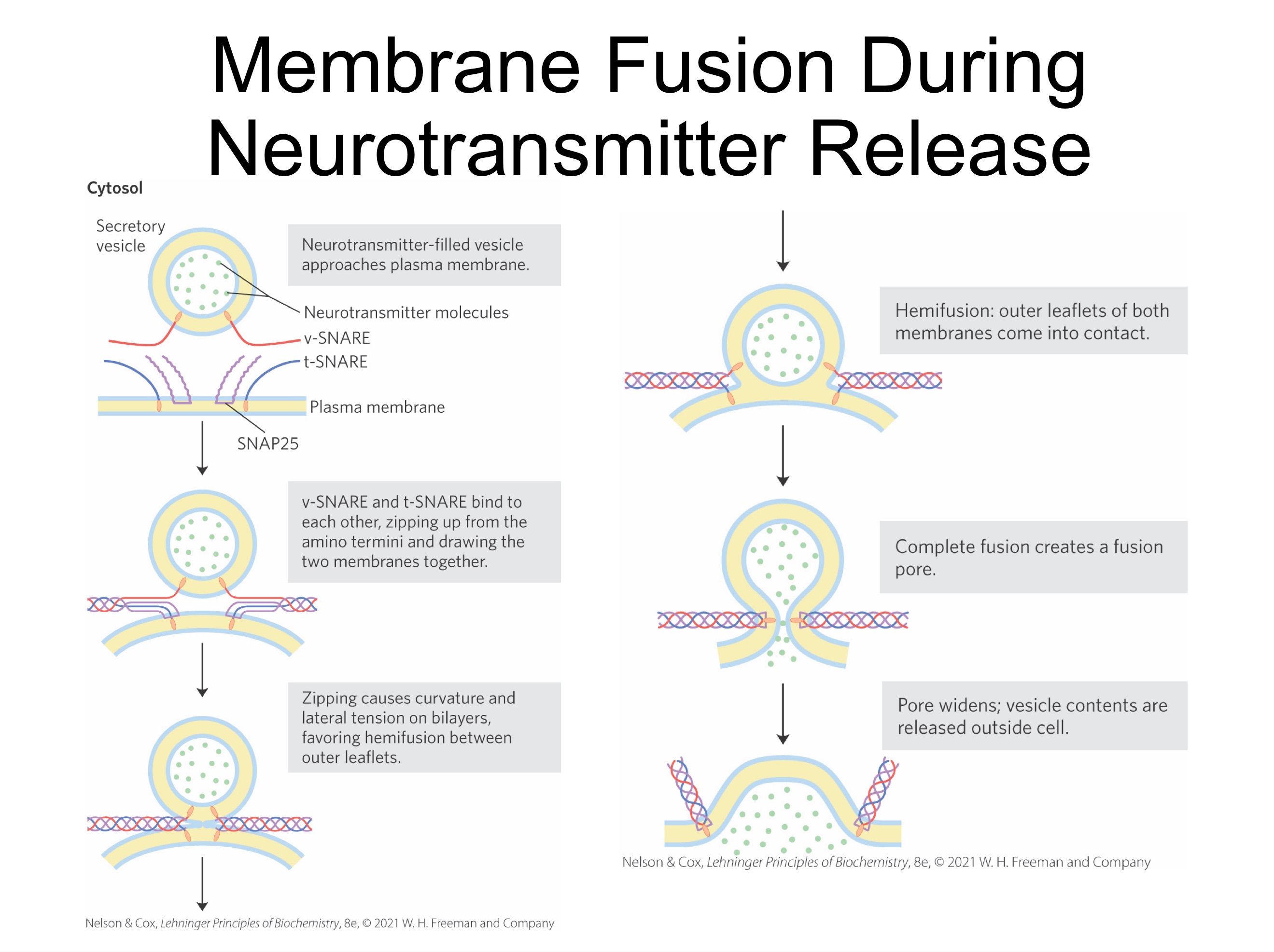 <ul><li><p class="s45"><span>SNAREs (<em>sna</em>p <em>re</em>ceptors) = family of proteins</span></p><ul><li><p class="s50"><span><strong>v-SNAREs </strong>= SNAREs in the cytoplasmic face of the intracellular vesicle</span></p></li><li><p class="s57"><span><strong>t-SNAREs</strong> = SNAREs in the target membrane with which the vesicle fuses</span></p></li></ul></li></ul><p></p>