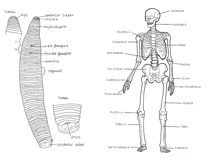 <ul><li><p>Segmentation is the division of an animal's body plan into a series of repetitive segments. </p></li><li><p>It is an ancient and highly conserved way of building bodies, observed in diverse phyla including annelids (like leeches), arthropods (like insects), and vertebrates (e.g., vertebral column, somites).</p></li></ul><p></p>