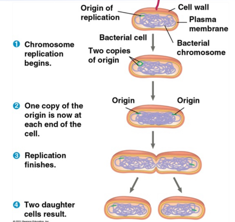 <p>Asexual reproduction by cell division in prokaryotes, resulting in two genetically identical cells.</p>