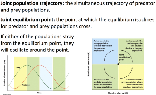 the simultaneous trajectory of predator and prey populations