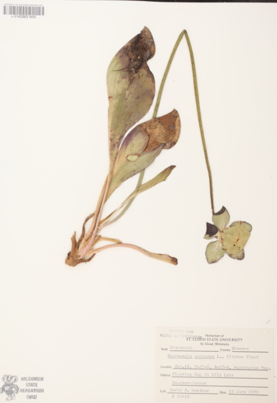 <p>Sarraceniaceae</p>