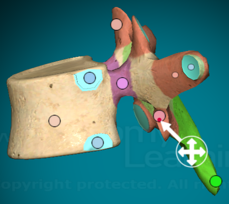 <p>When looking at the vertebra from the bottom, the projections that come out towards you (when two vertebrae are connected, the inferior facet and the superior facet connect to form the intervertebral foramen)</p>