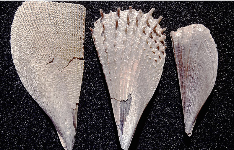 <p>Phylum Mollusca, Class Bivalvia, Subclass Autobranchia, Infraclass Pteriomorpharia, Order Ostreida.</p><p>Feeding: Filter particulate</p><p>Habitat: Attached to structure, some epibenthic</p><p>This image is more of this group</p>