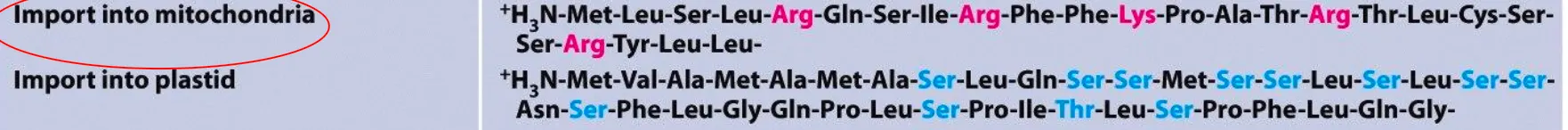 <ul><li><p>So in this process we have the protein which is binded to the signal sequence in the cytoplasm, which then binds to chaperone proteins.</p></li><li><p>Eventually the signal sequence will bind to the import receptor protein and translocation occurs at the contact site. Following this process the protein can bind to the matrix. chaperones, which help in pulling the protein through and folding it into the correct shape.</p></li><li><p>Then the signal peptide is cleaved and we have the mature mitochondrial protein.</p><p>→ This is a post-transcriptional process</p></li></ul><ul><li><p><strong><em>As of the properties of the signal sequence:</em></strong> Also has the signal sequence which have positive charges that are not clustered like the nucleus ones. These ones are amphipathic and have an alpha helix. This will also be accepted by a certain receptor proteins.</p></li></ul><ul><li><p>Most mitochondrial and chloroplast proteins are made in the nucleus and usually have a signal sequence at their N-terminus that allows them to enter their specific organelle.</p></li></ul><p></p>