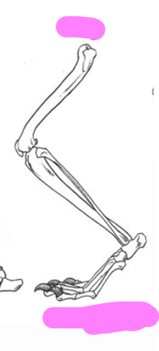 <p>Toe walking; Example: Dog</p>