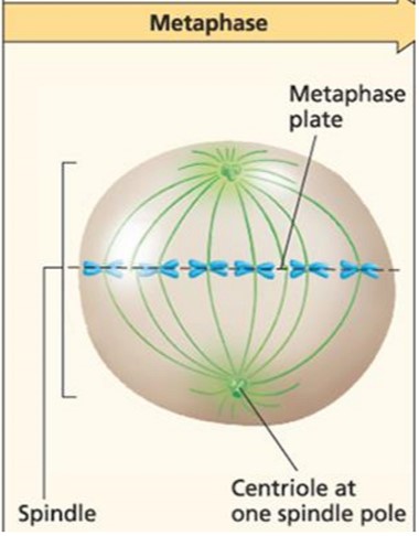 Chromosome align to metaphase plate
Microtubules connect to kinetochore
