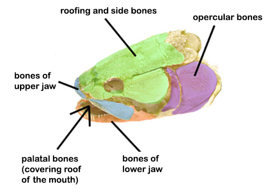 <p>O=Evolved from dermal bone that sank inward</p><p>C=series of bones:</p><p>Facial (snout, upper jaw)</p><p>Orbital (around the eyes)</p><p>Temporal (side of skull)</p><p>Vault (skull roof)</p><p>Palatal (roof of mouth)</p><p>Mandibular (lower jaw bones)</p><p>R=Forms the outer casing of the skull</p>