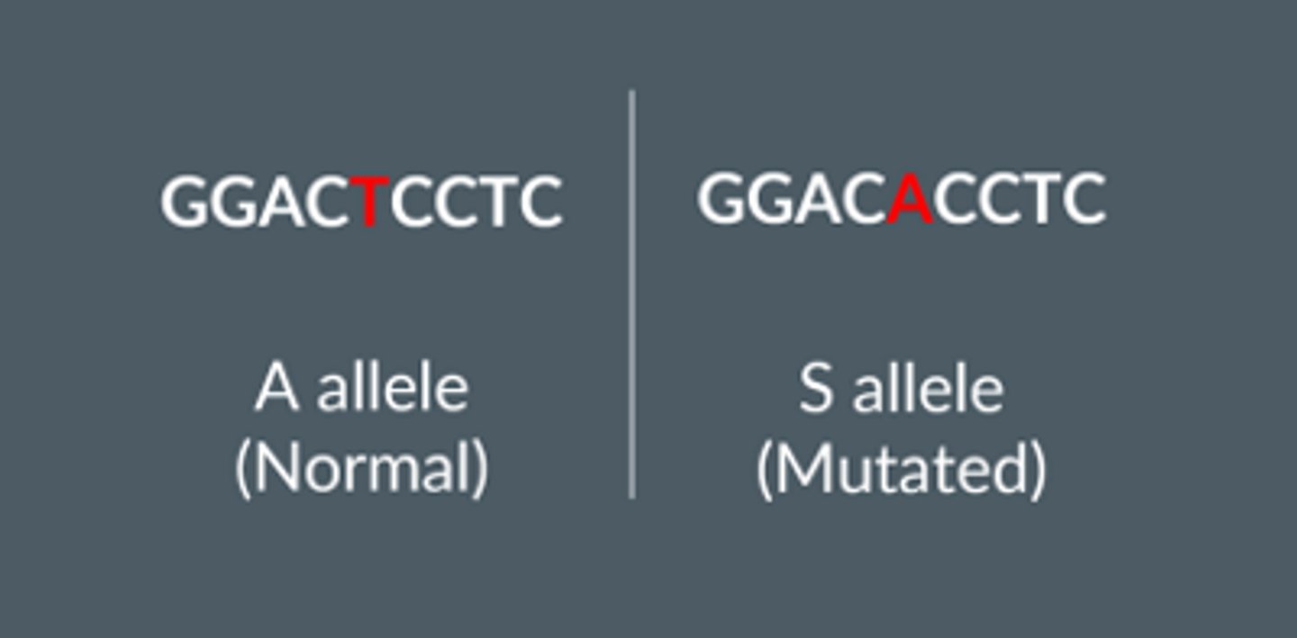 <p>The base sequence of the probe is complementary to the DNA of the S allele. The probe binds by forming hydrogen bonds so only the DNA of the S allele, if it is present, will be hybridised by the probe and glow under the special light.</p><p>The scientists could design another DNA probe to use on the individual's DNA sample, complementary to the A allele. If the individual's DNA sample also hybridises with the DNA probe complementary to the A allele, this means that they are a carrier. If there are no A alleles present in their DNA, it means they must carry two copies of the S allele.</p>