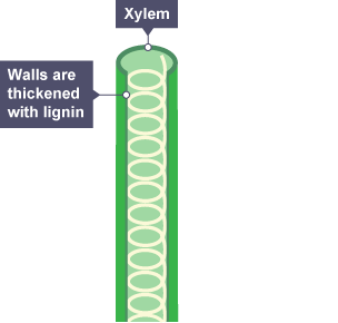 <p>How are xylem cells specialised?</p>