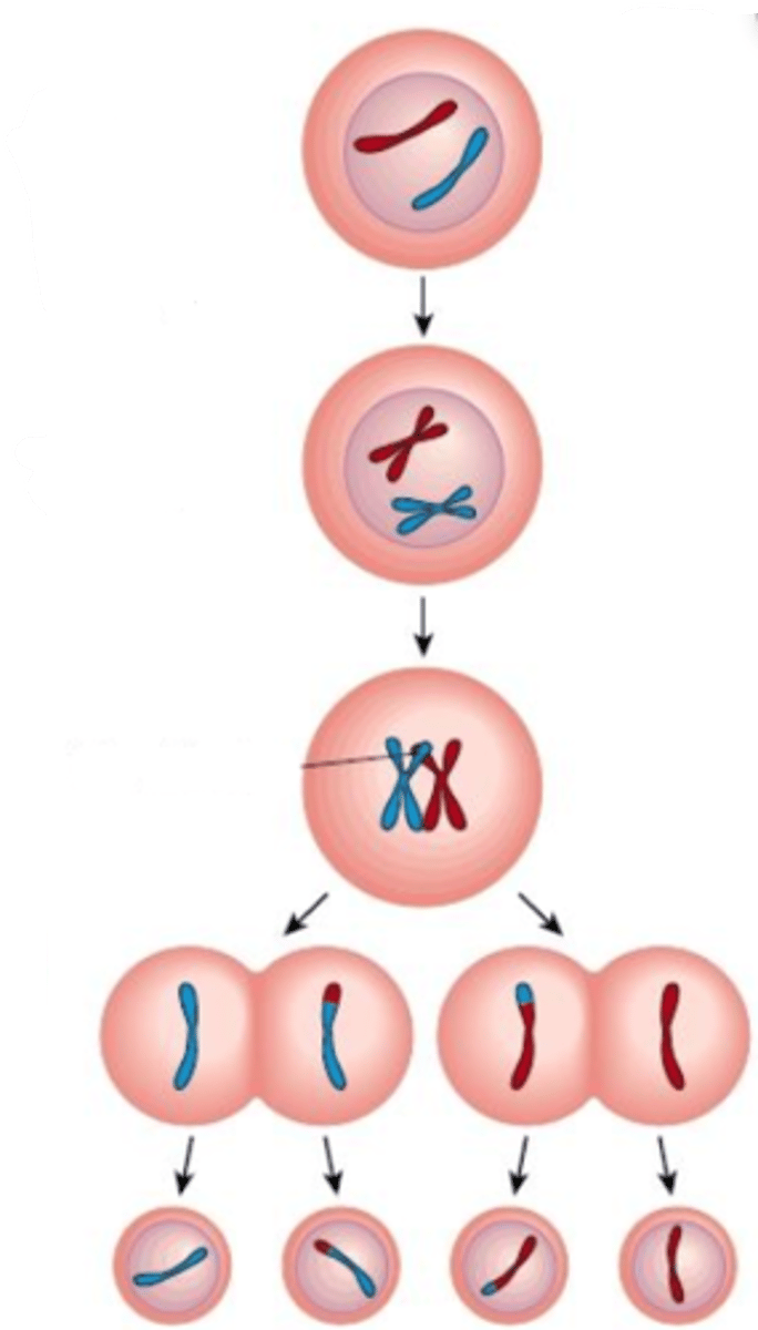 <p>Halveringsdeling. Prosessen som fører til produksjon av nye kjønnsceller. Ved kjønnet formering oppstår nye diploide individer (2n) fra eggcellen (n) + sædcellen (n). Kjønnscellene er haploide (gameter). Hos kvinner skjer meiosen 1x i mnd (kun 1 haploide celle gir eggcelle som modnes + løsnes)</p><p>DNA-replikasjon. Dipolide stamceller ( homologe kromosomer) --> fire haploide datterceller (med 1 søsterkromatid hver)</p><p>Består av to celledelinger:</p><p>1. Meiose 1</p><p>2. Meiose 2</p>