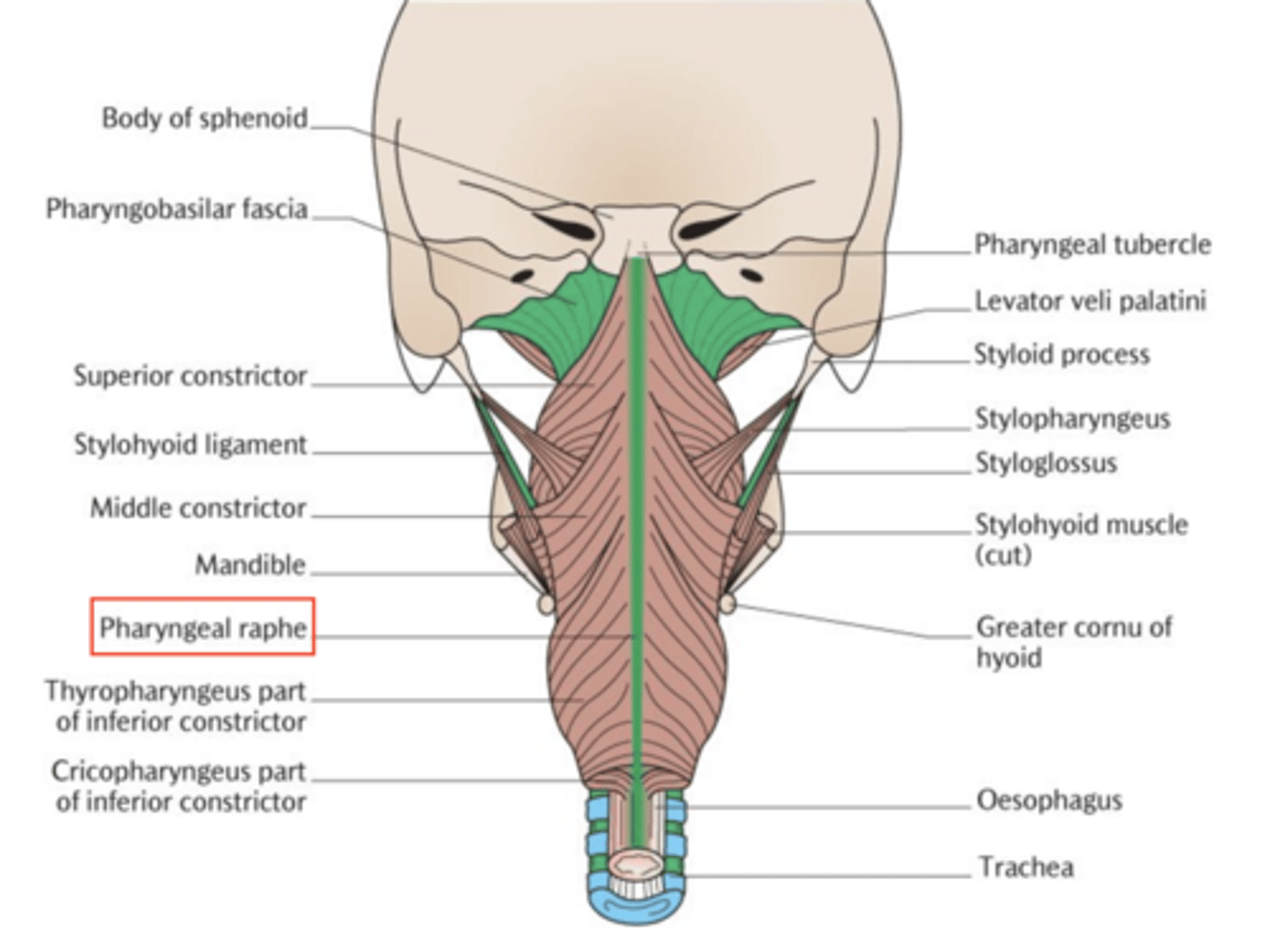 <p>It's a fibrous seam where the bilateral muscles of the pharynx join posteriorly, providing a central point of muscle attachment.</p>