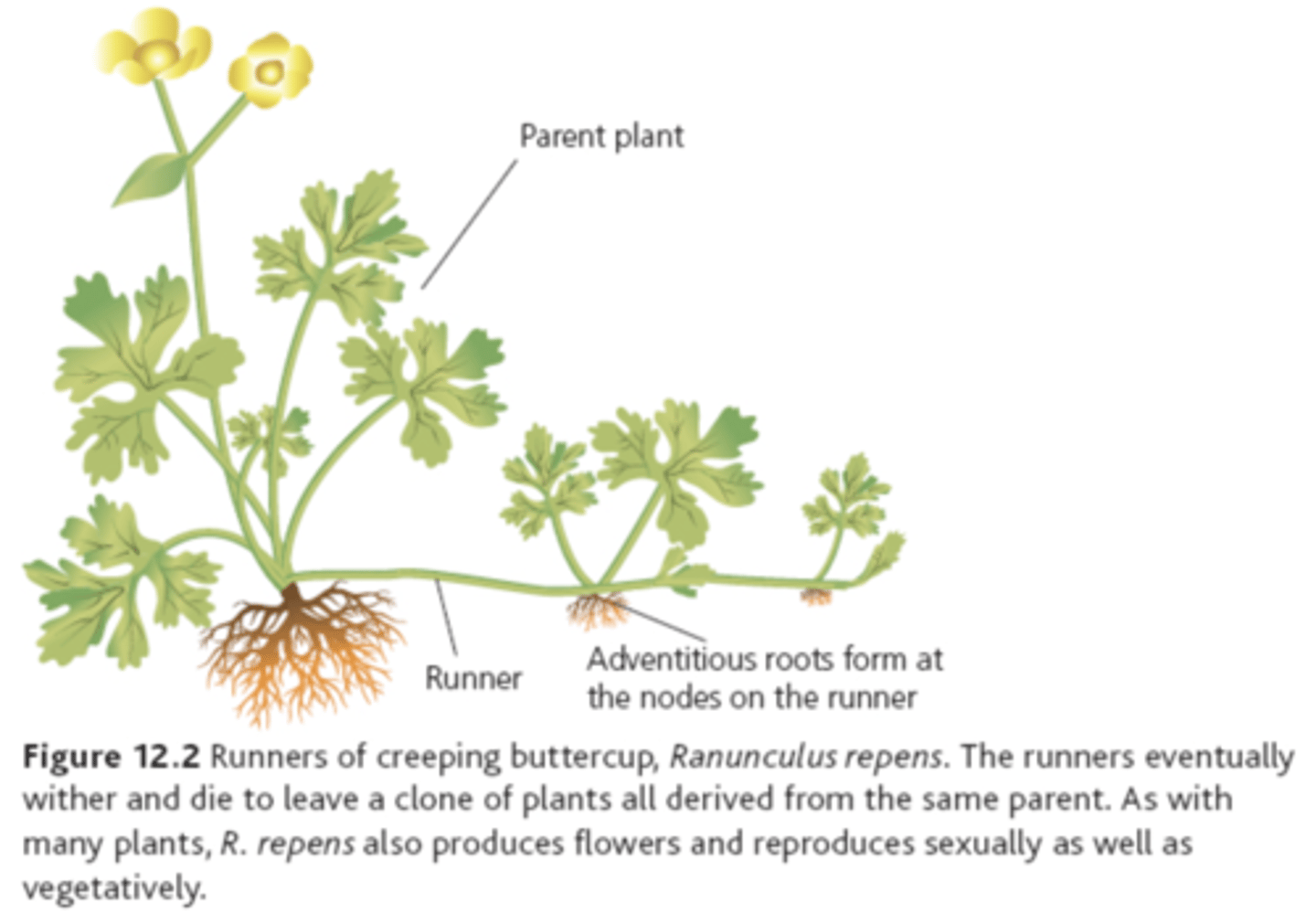 <p>Modified stems that grow horizontally above ground. The buds on these stems produce roots and shoots</p>