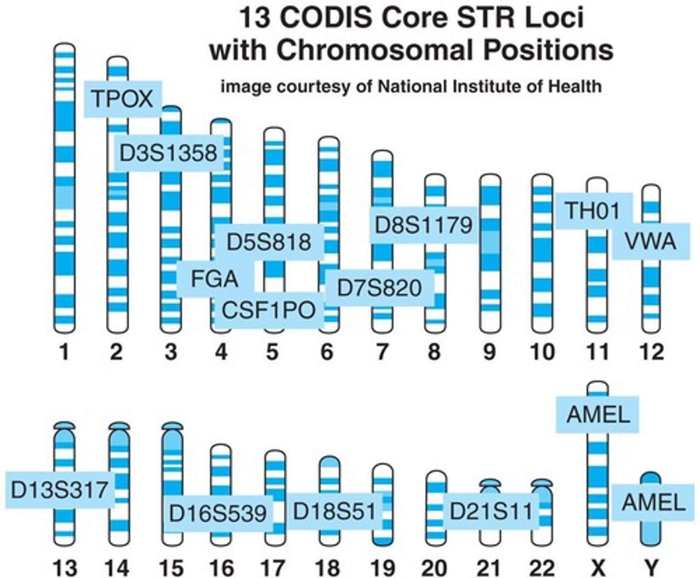 <p>13 unique STRs.</p>