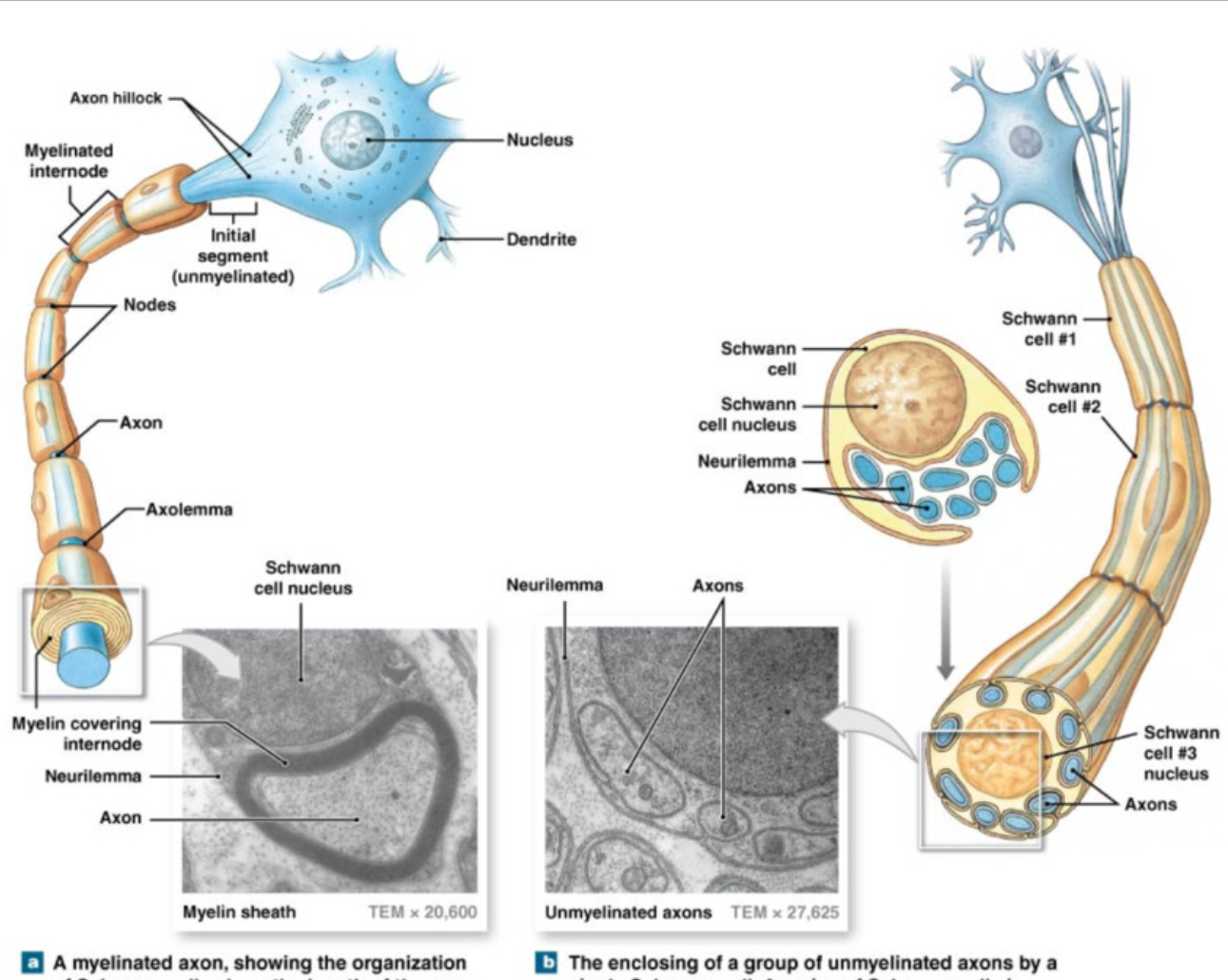 <p>White Matter</p><ul><li><p>axons surrounded by myelin&nbsp;→ prevent mixture with outside fluid</p></li><li><p>multiple Schwann cells&nbsp;</p></li><li><p>gaps = <strong>nodes of Ranviet</strong>&nbsp;</p><ul><li><p>allow for exchange only at these points&nbsp;</p></li></ul></li></ul><p></p><p>Grey Matter</p><ul><li><p>unmyelinated axons + cell bodies </p></li><li><p>covered by only 1 Schwann cell → can hold multiple axons </p></li><li><p>little covered, top of axons still exposed </p></li></ul><p></p>